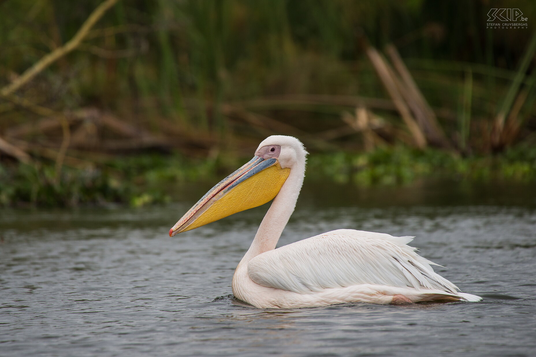 Lake Naivasha - Great white pelican (Pelecanus onocrotalus)  Stefan Cruysberghs